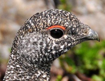 Male ptarmigan