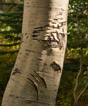 Bear claw marks