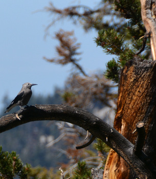 Clark's nutcracker