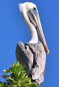 Brown pelican