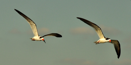 Black skimmers