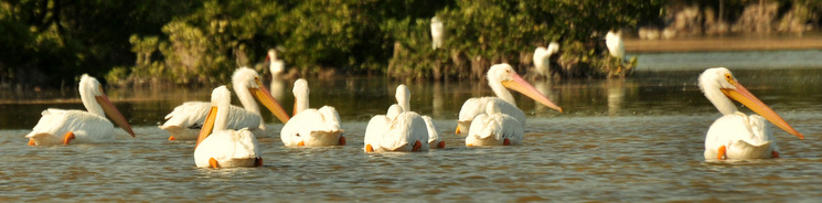 White pelicans