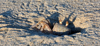 Crab coming out of his hole