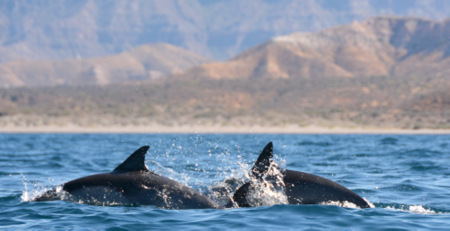 Dolphins