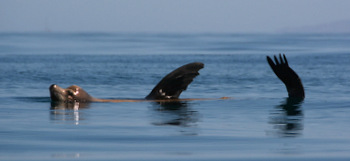 Sea Lion