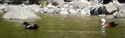 Ducks in Lake Manapouri