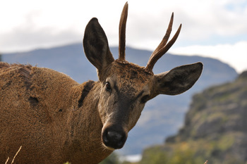 Huemul