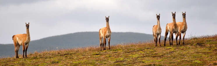 Guanacos watching us