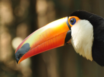 Toucan in Biocentro Güembé