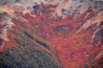 Lengas en otoño