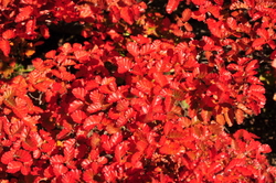 Lenga en Otoño