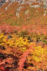 Lenga en Otoño
