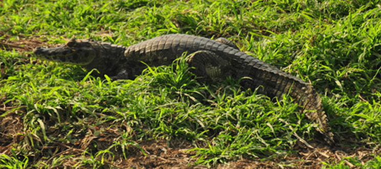 Black caiman