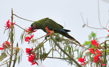 Parabachi eating flowers