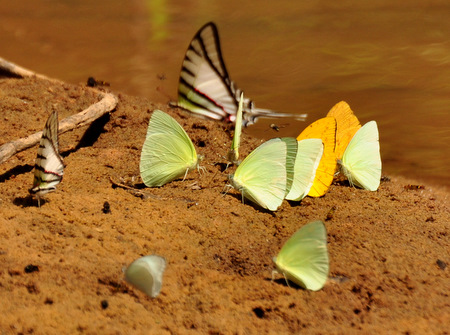 Butterflies liking salts