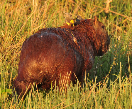 Yellow bird riding a capybara