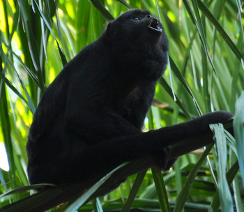 Male howling
