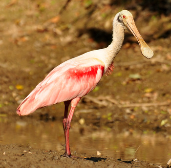 Roseate spoonbill