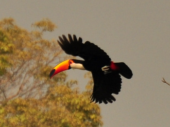 Toucan