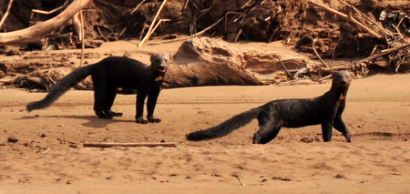 Tayras