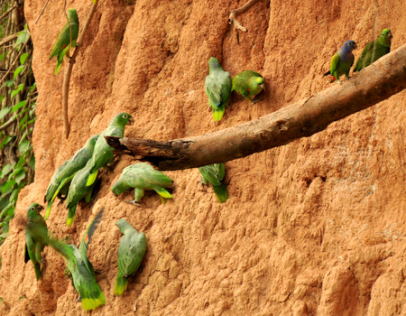 Parrots collpa