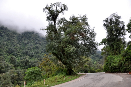 Fog over the Yungas