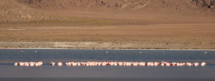 Flamingos at sunrise