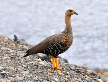 Polluelo de caiquén