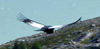 Cóndor volando